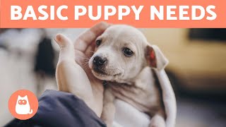 What Are a PUPPY'S BASIC NEEDS? 🐶❤️ (10 Puppy Care Essentials)