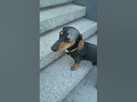 Хамики - YouTube