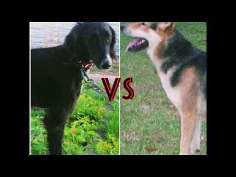 Video: Treeing Walker Coonhound