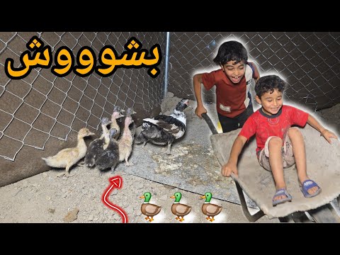 جبت بطة هية وفروخة للحديقة 🦆😲 جقجوقة والكوري سودنوهن 😁