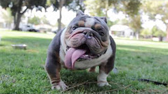 Chucky the Mini English Bulldog 2015, Chucky the Mini English Bulldog 2015 | English Bulldog World