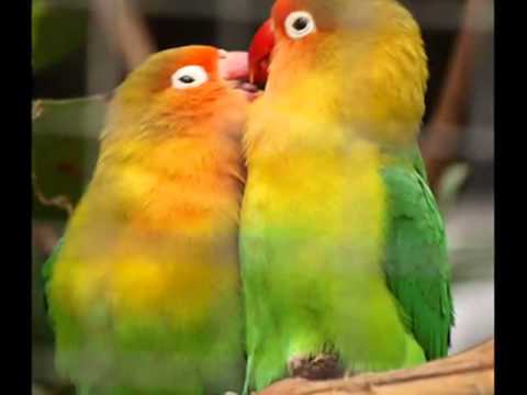 YouTube Ahwaz جديد عباس الأسحاقي يا طير ألمودة Flv