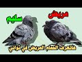 You Can Tell If A Pigeon Is Sick Or Healthy With Just One Look 
