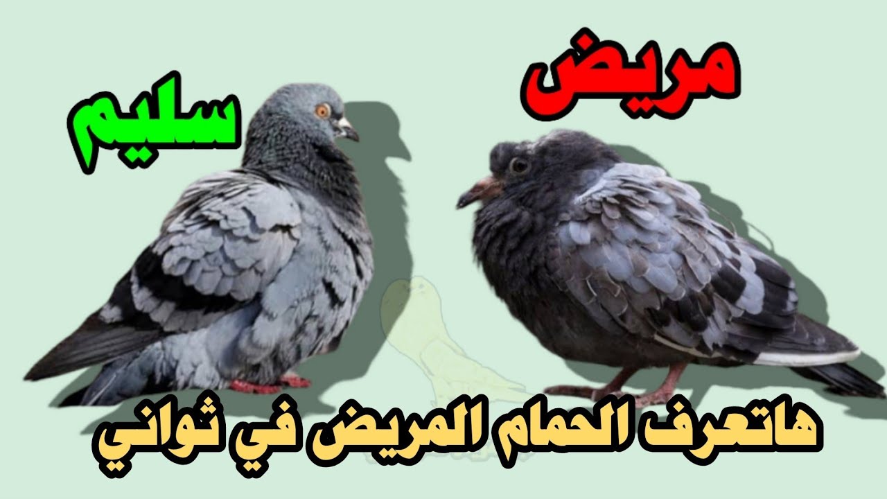 هاتعرف الحمام مريض او سليم من نظره واحده 👌