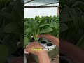 cultiva con clases gratuitas