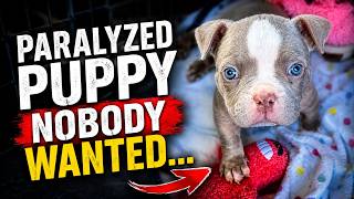 Paralyzed Puppy Nobody Wanted… His Transformation Is Incredible|Rescue Dog