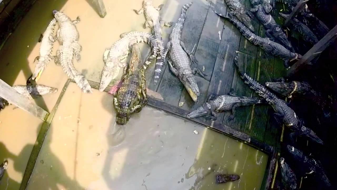 Tonle Sap Lake and floating village - YouTube Buck