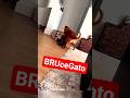 brucegato