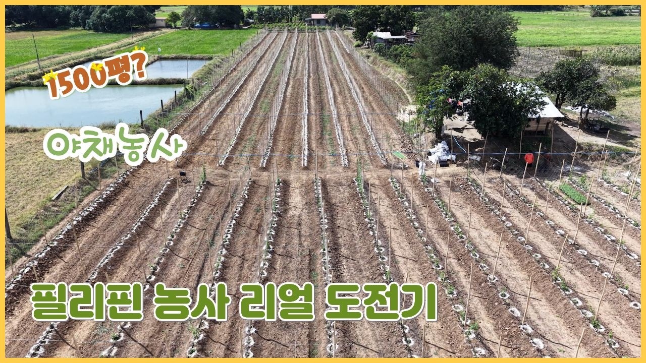 필리핀에서 채소농사 도전!
