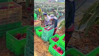 Harvesting ripe dragon fruits and sorting them carefully into green crates at the farm field
