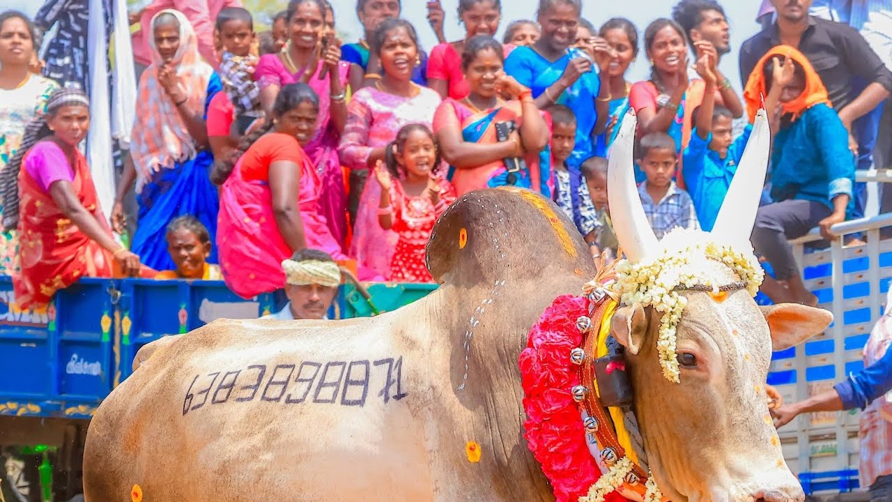 #அரளிப்பாறை #மஞ்சுவிரட்டு #aralipareManjuvirattu 