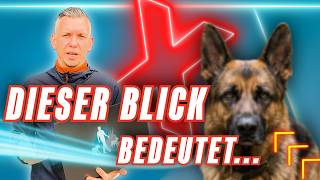 Dieser Blick Deines Hundes Ist Wirklich Entscheidend