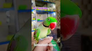 #Raw Male#Hand tame#For sale #Sahiwalianbirdshop#subscribe_my_youtube_chennel❣️