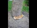 THE SILENT PALM KILLER! GANODERMA BUTT ROT,