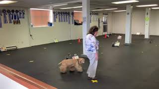 AKC VIRTUAL ADVANCED RALLY COURSE 4/Danny Boy