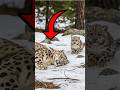 Baby Snow Leopard Begs a Man to Save Her Mom 🐆💔 #AnimalRescue #wildlifehelp