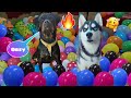 Surprise My Rottweiler And Husky With 500 balloon🎈😍Dog can talk part47 Review reloaded Epic Reaction
