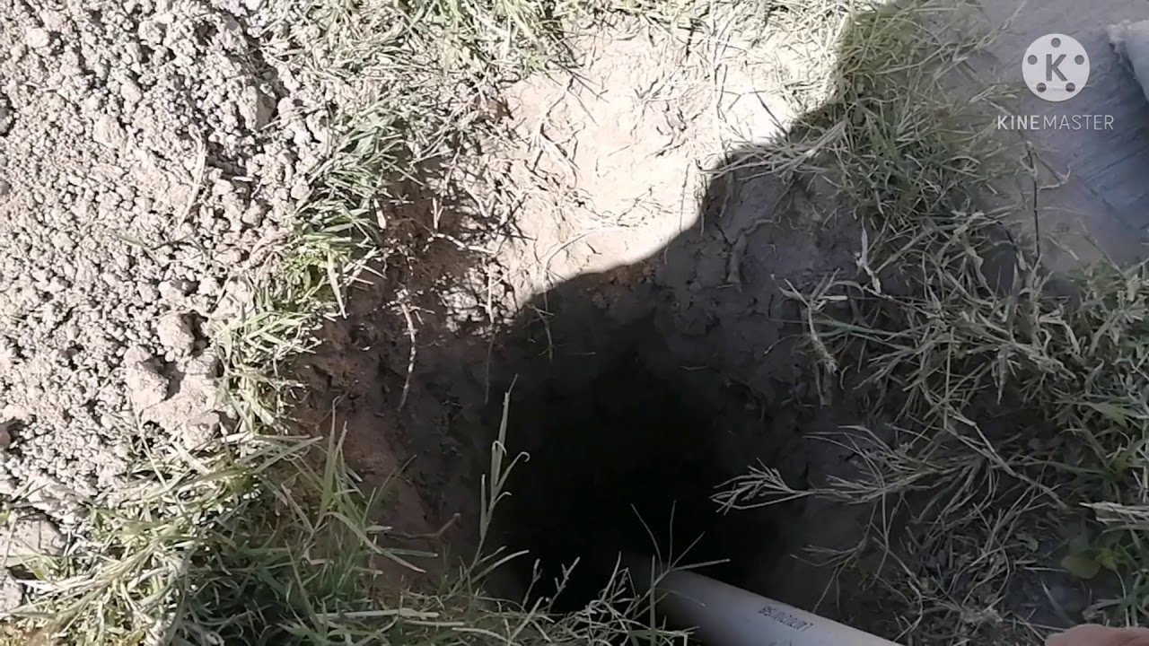 Siembra tu Árbol, sin raíz en la banqueta.