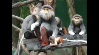 Douc Langur At Safari World Zoo Bangkok, Thailand