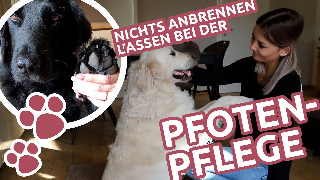 Krallen schneiden: Hund braucht Maniküre • Tipps, felmo Ratgeber