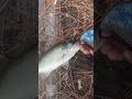 @VultureBaits #bassfishing #bass #fishing #sportfishing #instagram #fish #bassfish #freshwaterfish
