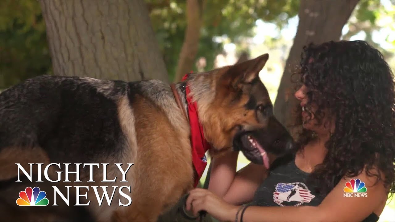 Nonprofit Changing Lives With Service Dogs For Veterans And First Responders | NBC Nightly News