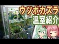 【食虫植物】ウツボカズラを育てる温室と設備の紹介【食虫植物TV】