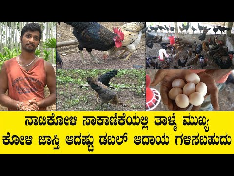 ನಾಟಿಕೋಳಿ ಸಾಕಾಣಿಕೆಯಲ್ಲಿ ತಾಳ್ಮೆ ಮುಖ್ಯ ಕೋಳಿ ಜಾಸ್ತಿ ಆದಷ್ಟು ಡಬಲ್ ಆದಾಯ ಗಳಿಸಬಹುದು....NATIKOLI FARMING