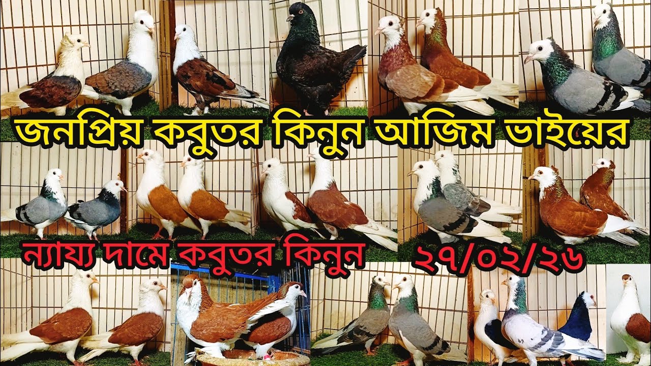 জনপ্রিয় কবুতর কিনুন আজিম ভাইয়ের খামার থেকে  ন্যায্য দামে | pigeon video | কবুতর |