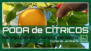 Cómo y Cuándo PODAR los CÍTRICOS: 🍊naranjo, 🍋limonero [Capítulo 8] Curso  básico de Jardinería | LdN - YouTube