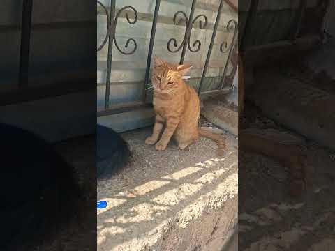 رحنا عالروضة وشفنا قطط كتير جو عانين مارضو ياكل بسكوت 