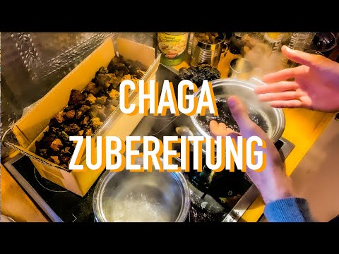 Chaga - Pilz  | Wirkung | Zubereitung | Geschichte | Schiefer Schillerporling | woodytude