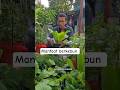 manfaat berkebun selain bisa panen sayuran juga bisa bikin sehat #janurinurhidayat #berkebun