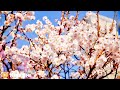 Relaxing Guitar Music &amp; Sakura Vibe • Nature Sounds [ Stress Relief Music, Spa, Meditation, Yoga ]