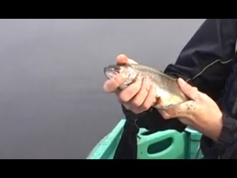 рыбалка форели в челябинской области
