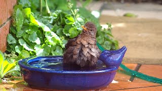 Blackbird Enjoying A Bath | 23rd Jan 2021 | Christchurch, New Zealand