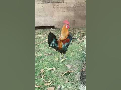 Питух🐓 - YouTube