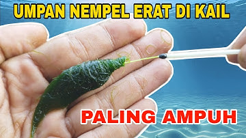 Tutorial Cara Membuat Rangkaian Pancing Ikan Nila 2 Kail Umpan Lumut