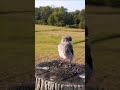 Stray baby bird wanting papa…