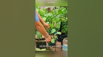 Mẹo cắt tỉa cành cà tím giúp đạt năng suất cao . #Reels #kienthuc #trongtrot
