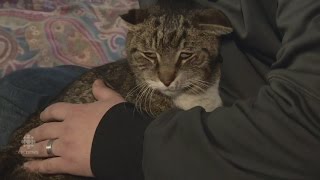 'The saddest cat sound I ever heard'  CN conductor rescues cat