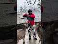 Woman Visits The Bowing Deet At Nara Park And Gets More Than She Bargained For Woman Visits The Bowing Deet At Nara Park And Gets More Than She Bargained For