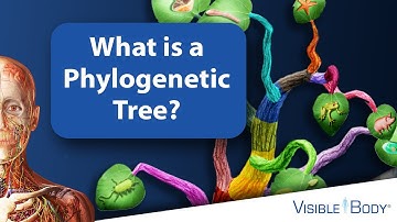 Visible Body | What is a Phylogenetic Tree?