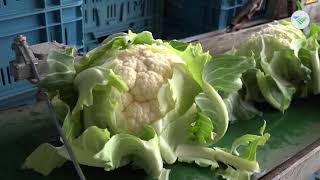 Oogst Winterbloemkool Later Door Vorstperiode