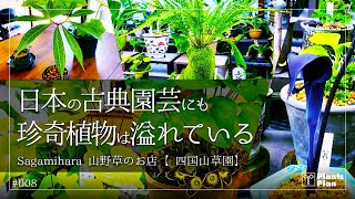 #008 日本の古典園芸にも珍奇植物は溢れている (山野草のお店 四国山草園 相模原)