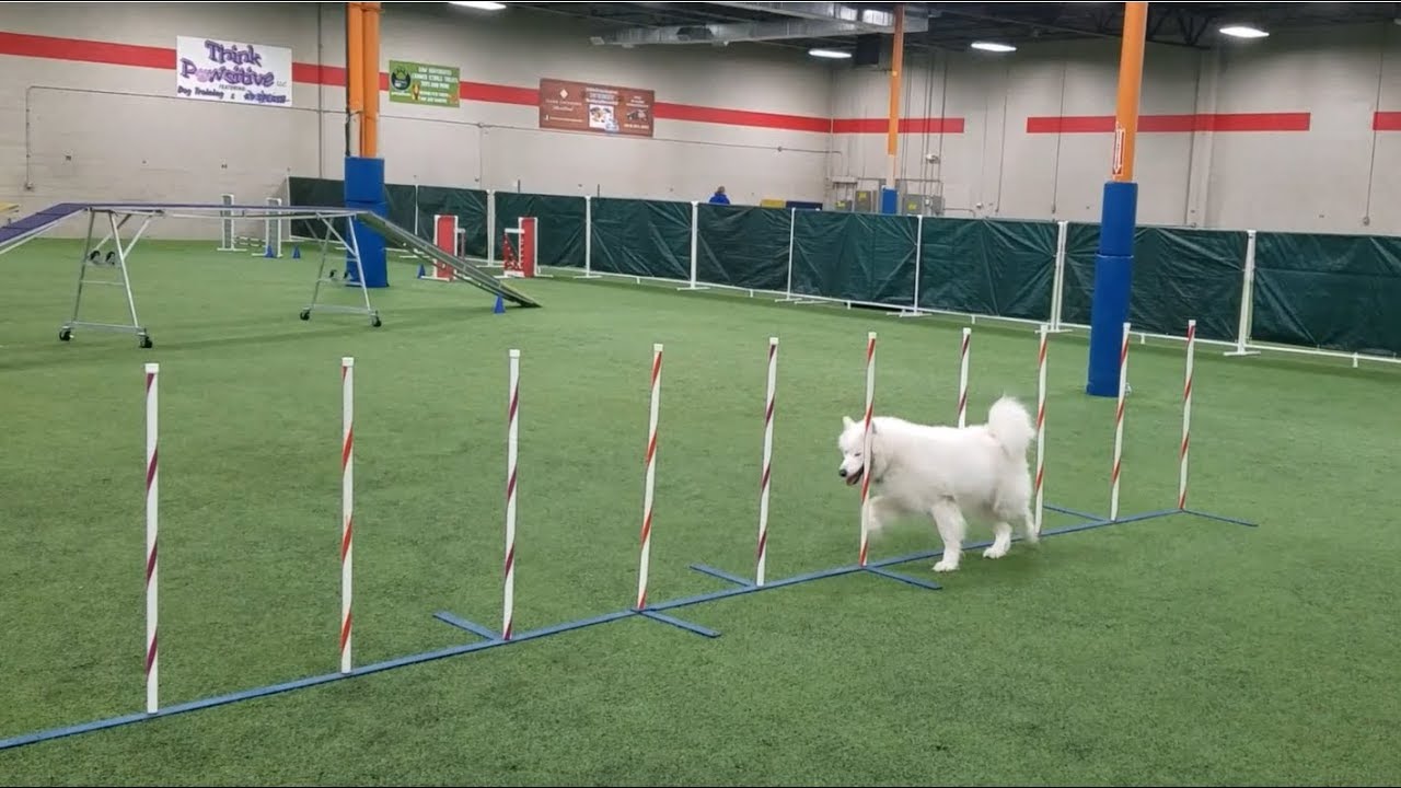 samoyed agility