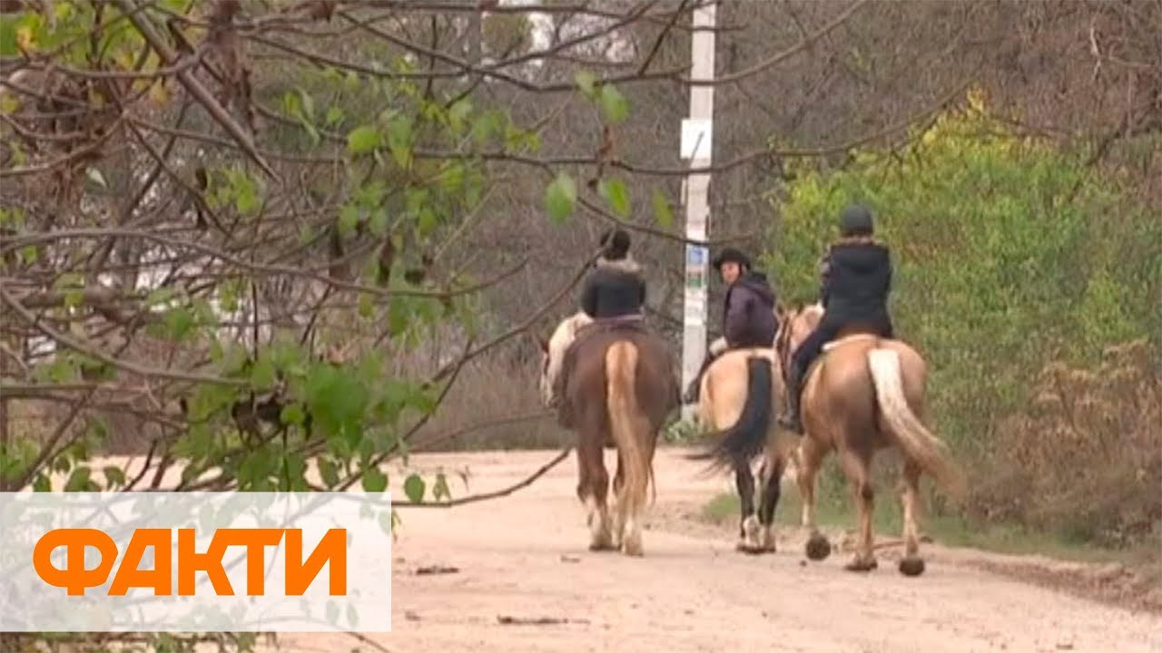 Испуганные фейерверком лошади сбили ребенка во Львове: каретные ...