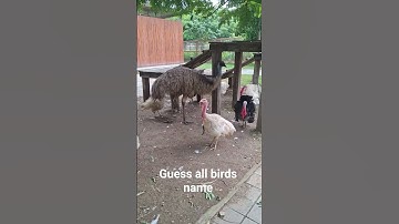 Jungle safari - Prt 2 @ Statue of Unity #sou #junglesafari #animal #outing, #fun #R&DRiditDivit