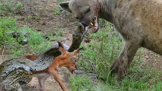 Hyena Steal Python&#39;s Prey! Python Bite Hyena Mouth Off Because Of Its Brazenness - Python Vs Hyena