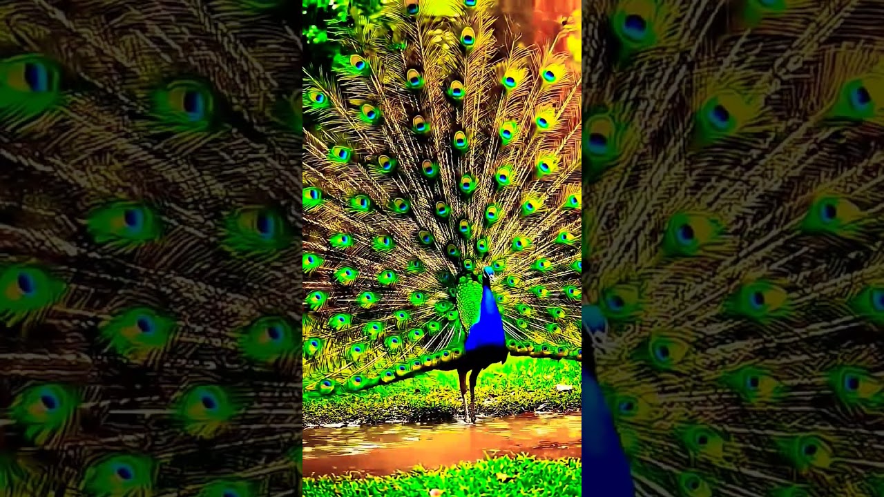 peacock dance in rain 🦚 #peacock #wildlife #animals #peacockdance #shortsyoutube #ytshort
